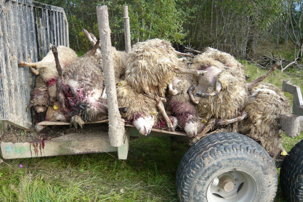Hundikahju Karisöödil. Foto: Keskkonnaamet.