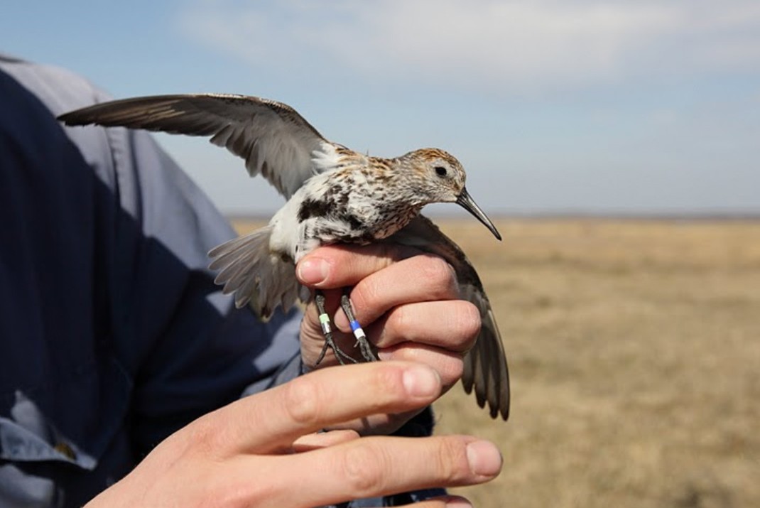 RÃµngastatud rÃ¼di. Foto: Kaarel Kaisel