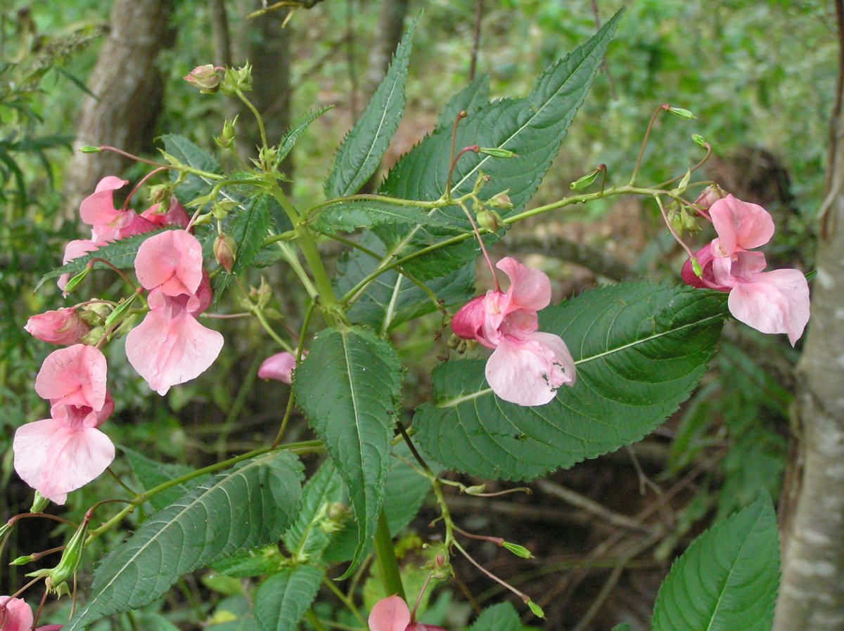 Verev lemmalts. Foto: Madli Linder