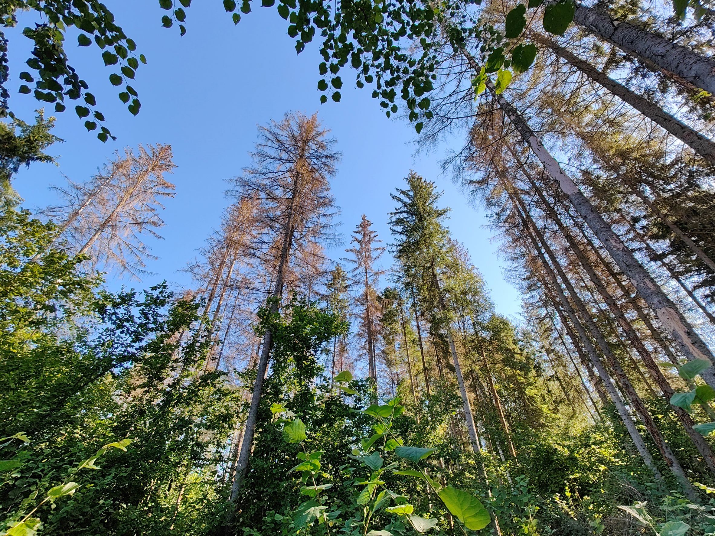 Kuuse-kooreÃ¼raski kahjustuskolle metsas