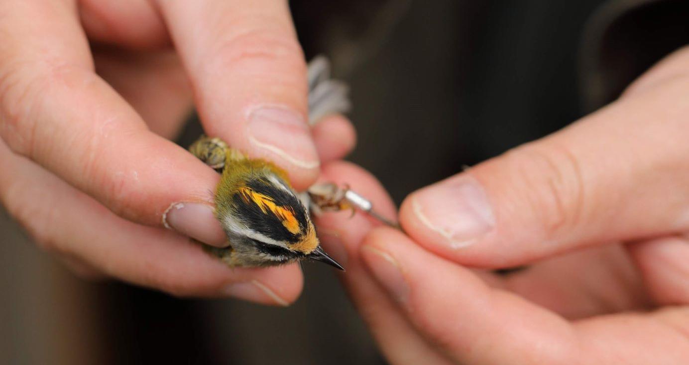 lääne-pöialpoisi rõngastamine