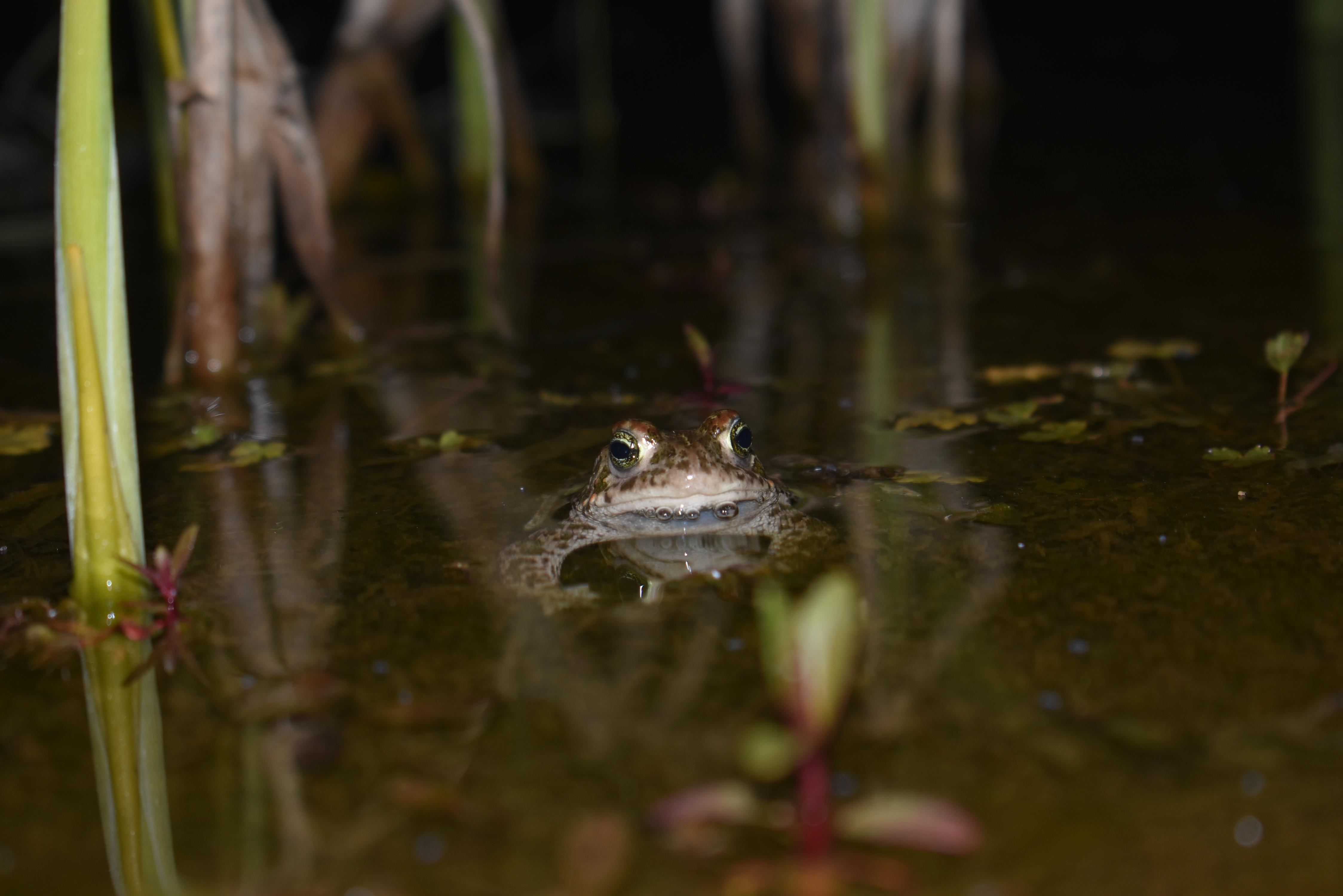 Juttselg-kärnkonn Foto: Kirke Raidmets
